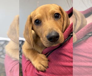 Dachshund Dogs for adoption in Mount Airy, NC, USA