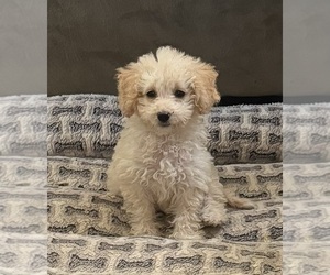 Goldendoodle (Miniature) Puppy for sale in IPSWICH, MA, USA