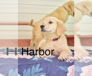 Golden Retriever Puppy for Sale in PIEDMONT, South Carolina USA