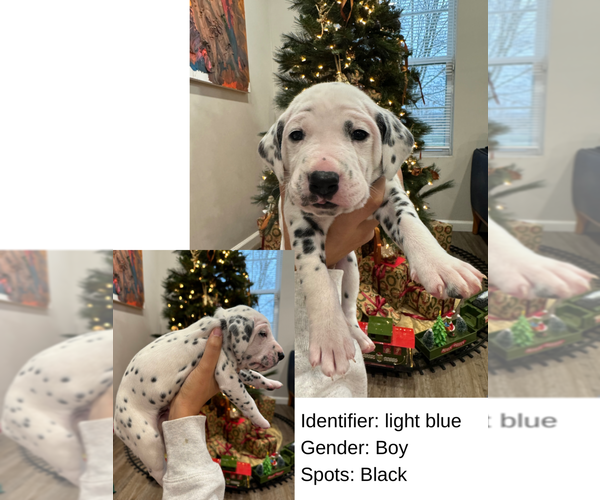 Medium Photo #1 Dalmatian Puppy For Sale in INDIANAPOLIS, IN, USA