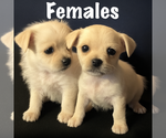 Small #17 American Eskimo Dog-Pug Mix