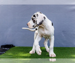 Small Photo #191 Great Dane Puppy For Sale in WAKARUSA, IN, USA