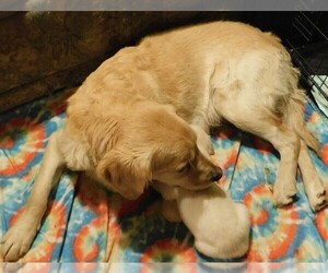Mother of the Golden Retriever puppies born on 09/28/2021