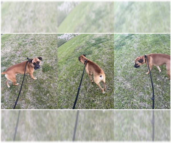 Medium Photo #1 Boxer Puppy For Sale in  Katy, TX, USA