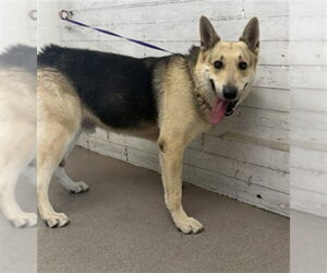 German Shepherd Dog-Unknown Mix Dogs for adoption in San Bernardino, CA, USA