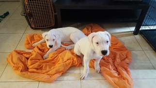 Dogo Argentino Puppy for sale in HOLLYWOOD, FL, USA