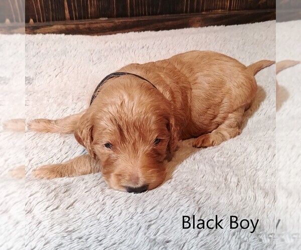 Medium Photo #8 Goldendoodle Puppy For Sale in GEORGETOWN, IN, USA