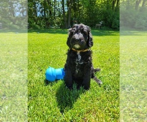 Medium Goldendoodle