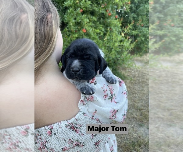 Medium Photo #3 Pointer Puppy For Sale in SACRAMENTO, CA, USA