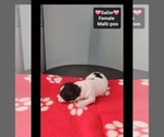 Small #1 Maltipoo (Toy)