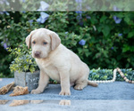 Small Photo #10 Labrador Retriever Puppy For Sale in BLUFFTON, IN, USA