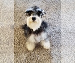 Small Photo #1 Schnauzer (Miniature) Puppy For Sale in HUMESTON, IA, USA