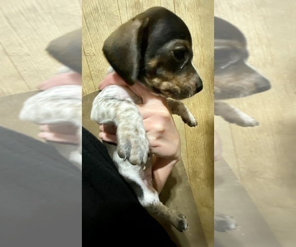 Medium Photo #2 Chiweenie Puppy For Sale in CONCORDIA, MO, USA