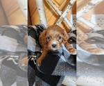 Puppy Klint Cavapoo (Miniature)