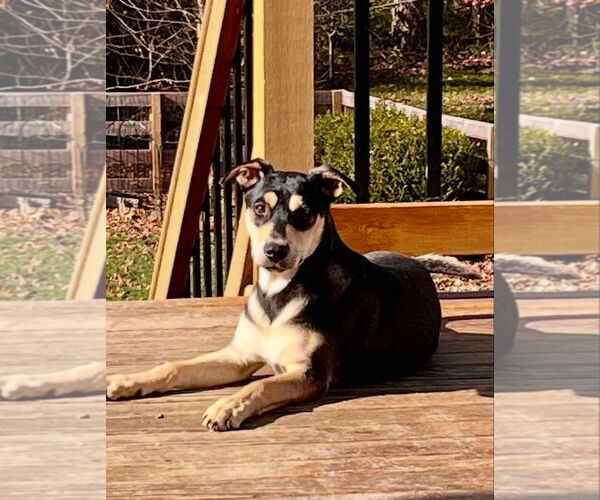 Medium Photo #15 Mutt Puppy For Sale in Germantown, OH, USA