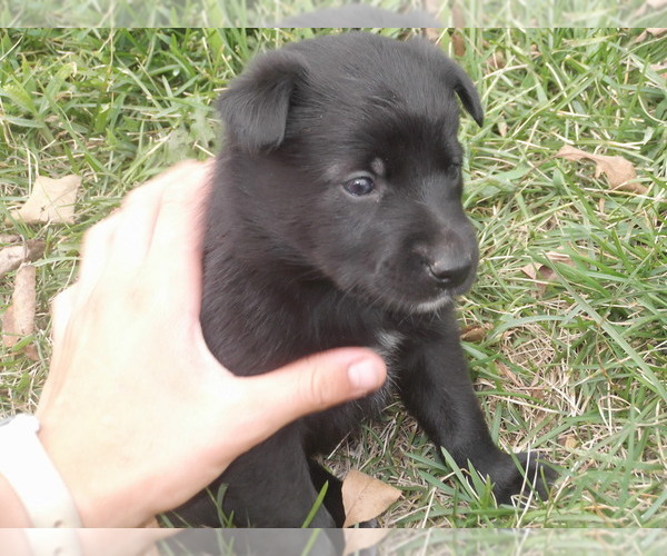 Medium Photo #3 Border Collie-Norwegian Elkhound Mix Puppy For Sale in CHATFIELD, MN, USA