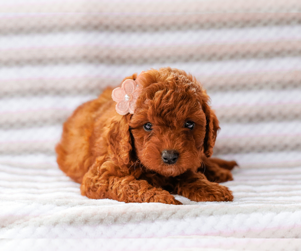 Medium Photo #1 Cavapoo (Miniature)-Poodle (Toy) Mix Puppy For Sale in LIBERTY, KY, USA