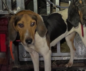 Mother of the Treeing Walker Coonhound puppies born on 10/15/2025