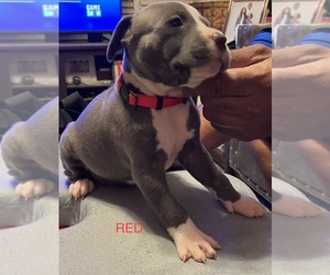 American Pit Bull Terrier Puppy for sale in LUBBOCK, TX, USA