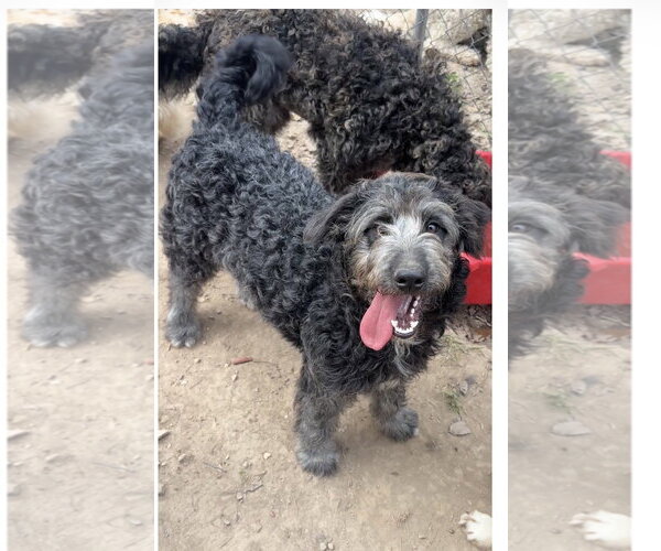 Medium Photo #1 Labrador Retriever Puppy For Sale in Harrison, AR, USA