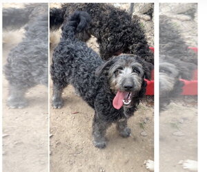 Labrador Retriever Dogs for adoption in Harrison, AR, USA