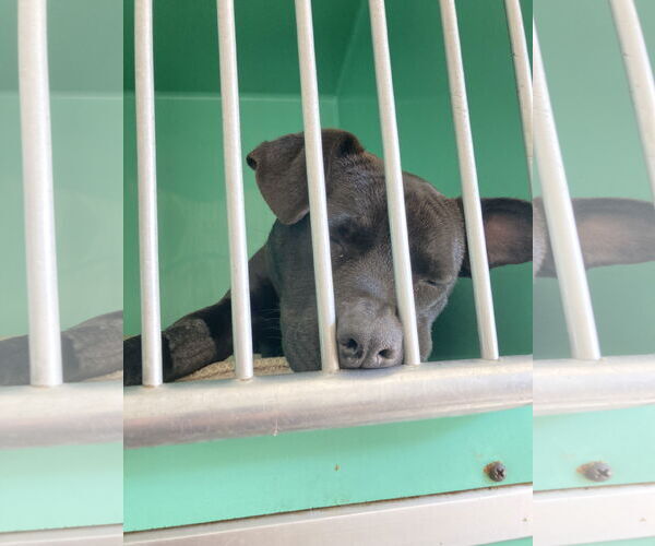 Medium Photo #6 American Pit Bull Terrier-Chihuahua Mix Puppy For Sale in San Diego, CA, USA