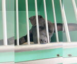 Small #5 American Pit Bull Terrier-Chihuahua Mix