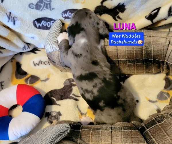 Medium Photo #2 Dachshund Puppy For Sale in WALLACE, CA, USA