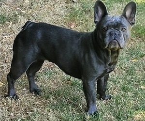 French Bulldog Puppy for sale in SPRINGFIELD, OR, USA