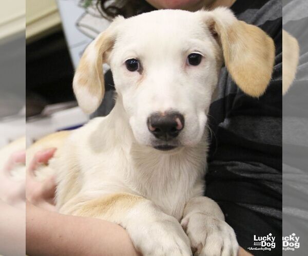 Medium Photo #3 Basset Hound-Unknown Mix Puppy For Sale in Washington, DC, USA