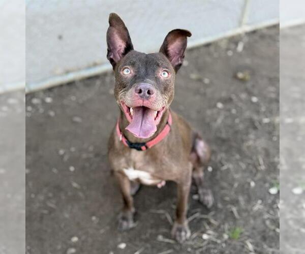 Medium Photo #1 Staffordshire Bull Terrier-Unknown Mix Puppy For Sale in Modesto, CA, USA