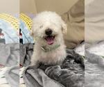 Small #1 Poodle (Miniature) Mix