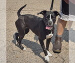 Small #1 American Bulldog-American Staffordshire Terrier Mix