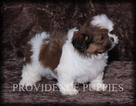 Small Photo #16 Shih Tzu Puppy For Sale in COPPOCK, IA, USA