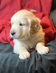 Small Photo #6 Golden Retriever Puppy For Sale in MORGANTOWN, IN, USA