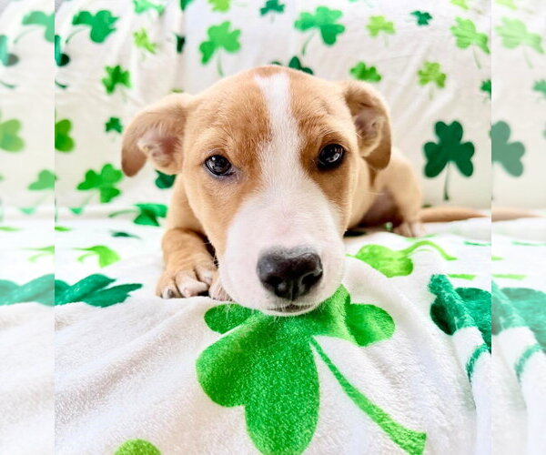 Medium Photo #14 Labrador Retriever-Unknown Mix Puppy For Sale in Plainfield, IL, USA
