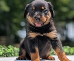 Puppy 5 Rottweiler