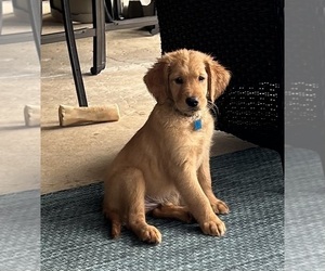 Medium Golden Retriever