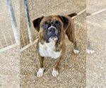 Small #2 Boxer