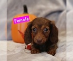 Small Dachshund
