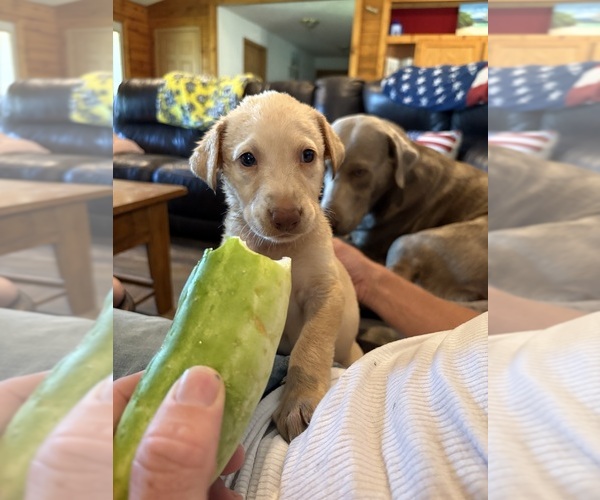 Medium Photo #18 Labrador Retriever Puppy For Sale in LEASBURG, MO, USA