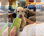 Small #17 Labrador Retriever