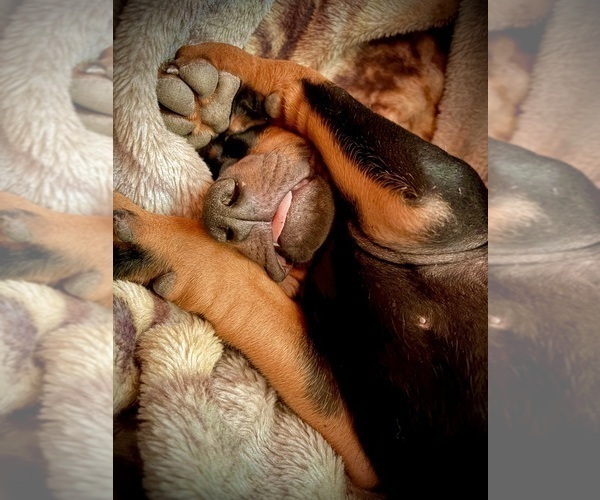 Medium Photo #7 Doberman Pinscher Puppy For Sale in HAMMOND RANCH, CA, USA