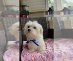 Small Photo #9 Maltese Puppy For Sale in RALEIGH, NC, USA