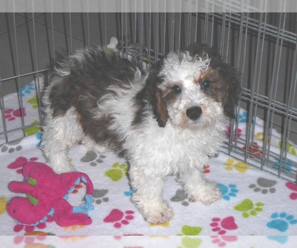 Medium Photo #13 Poochon Puppy For Sale in ORO VALLEY, AZ, USA