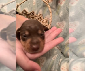 Dachshund Puppy for sale in DENHAM SPRINGS, LA, USA
