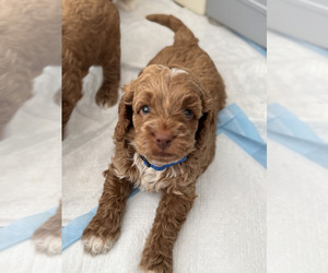 Cock-A-Poo Puppy for sale in MONTPELIER, VA, USA