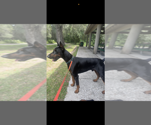 Doberman Pinscher Puppy for sale in SPRING HILL, FL, USA