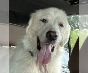 Great Pyrenees Dogs for adoption in Houston, TX, USA