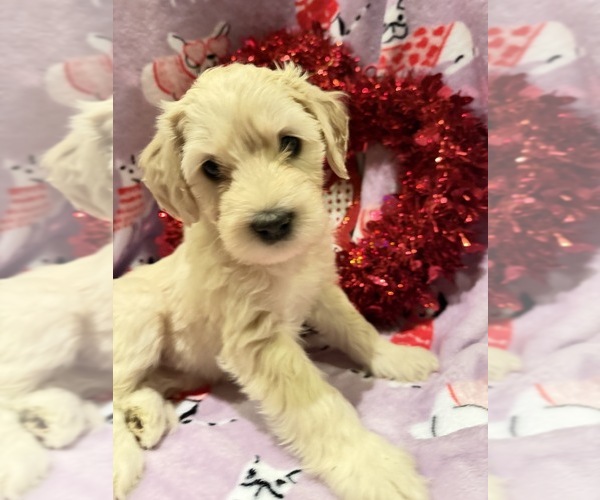 Medium Photo #3 Portuguese Water Dog Puppy For Sale in SWARTZ CREEK, MI, USA